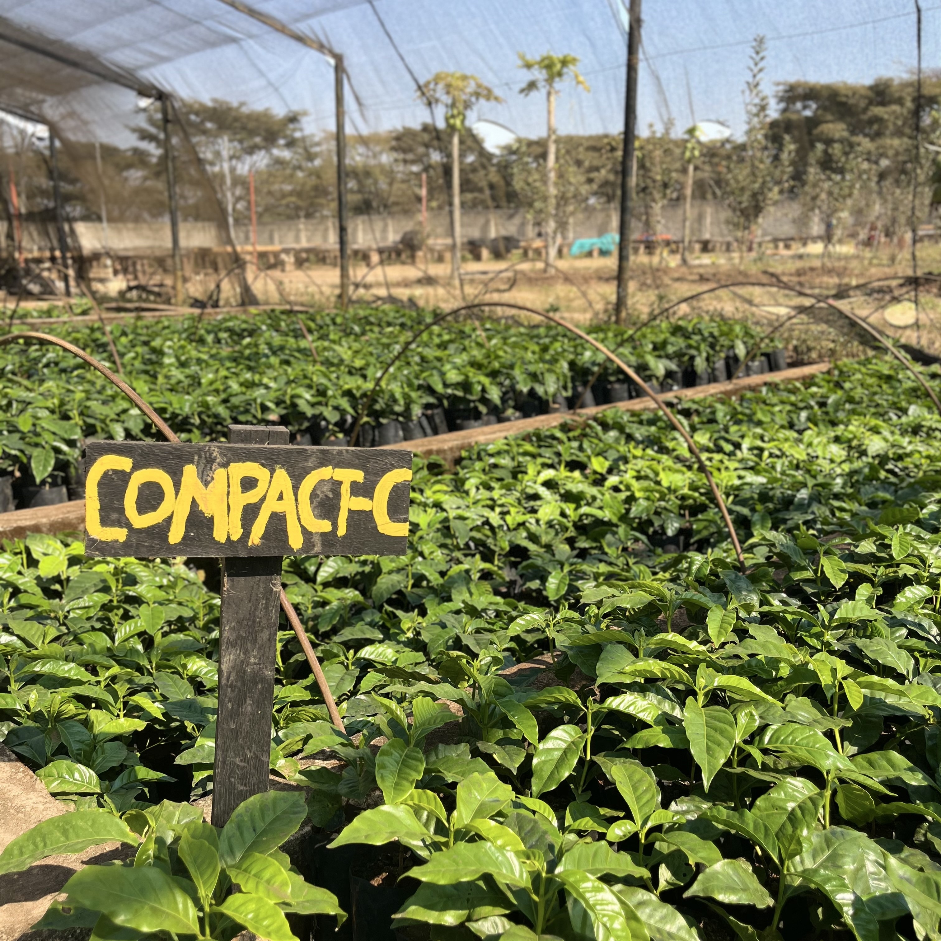 Tanzania Kanji Lalji Washed(25/26年クロップ) | ORIGIN COUNTRIES